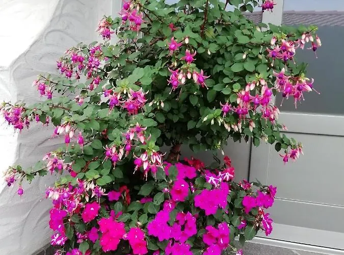 Sohlhof 게스트하우스 3*