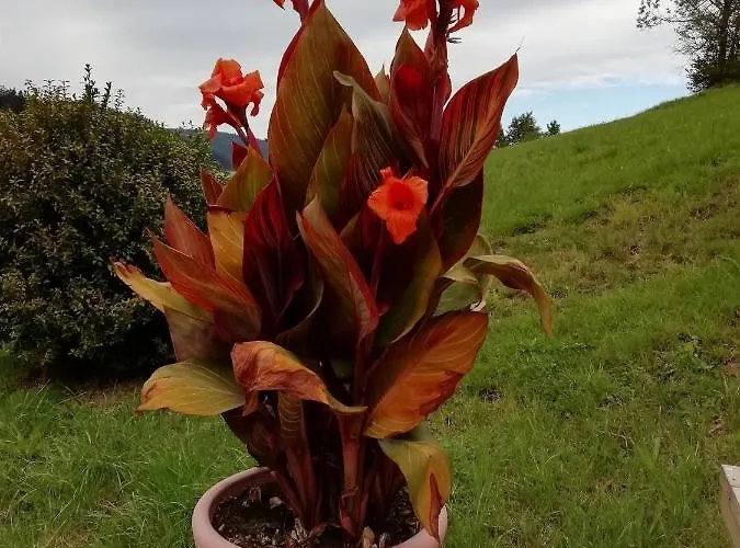 게스트하우스 Sohlhof 3*